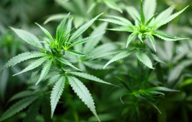 Cava de’ Tirreni, coltiva marijuana in località Vessa: coltivatore nei guai