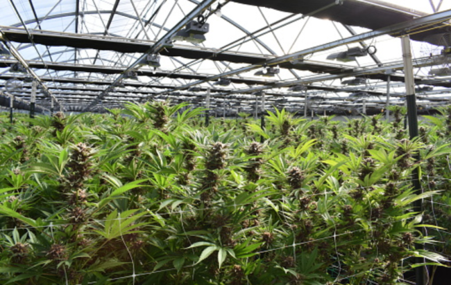 La Polizia di Stato scopre una serra artigianale per la coltivazione di cannabis nel sottotetto di un’abitazione a Cava