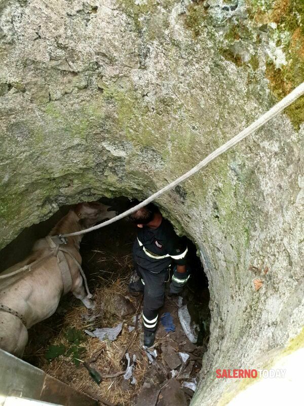 Vitella precipita in un pozzo a Cava de’ Tirreni: salvata dai vigili del fuoco