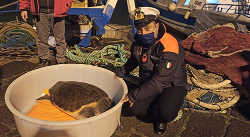 Salerno, la Capitaneria di Porto salva tartaruga intrappolata nelle reti