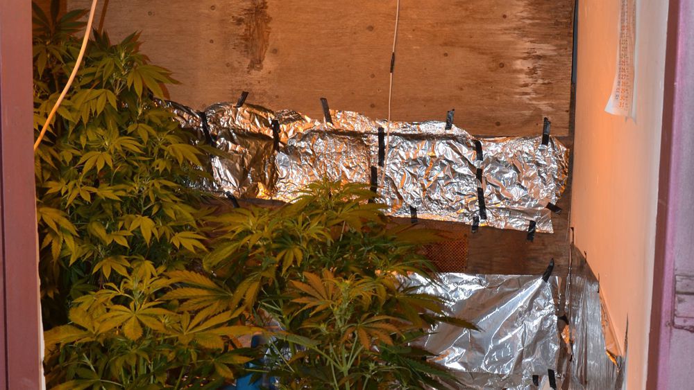 Sei chili di marijuana nascosti in una casa-laboratorio, indagato 34enne