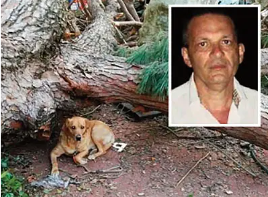 Cava, morì travolto da un albero: 2 dirigenti comunali a processo per omicidio colposo