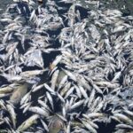 Moria di pesci nel mare salernitano, spuntano i parassiti: ecco l’esito delle prime analisi