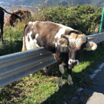 Mucca sull’autostrada tra Pontecagnano e S. Mango: ripreso il transito dopo un’ora