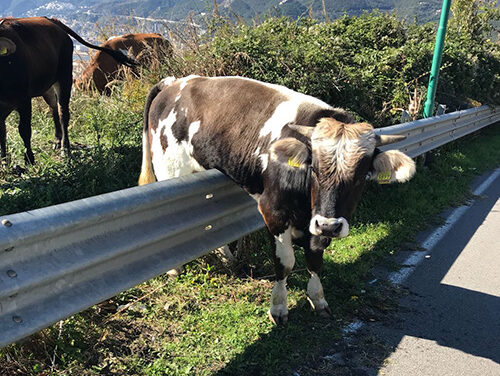 Mucca sull’autostrada tra Pontecagnano e S. Mango: ripreso il transito dopo un’ora